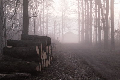 Trees in forest