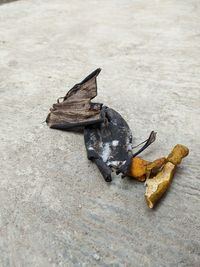 High angle view of lizard on wood