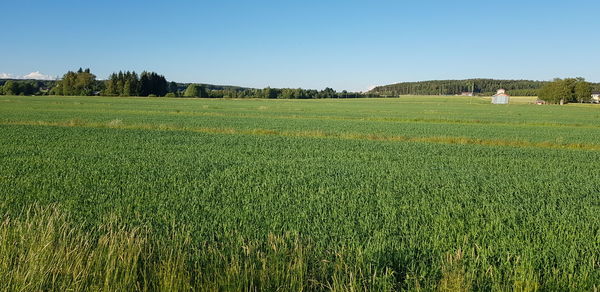 Scenic view of agricultural field against clear sky