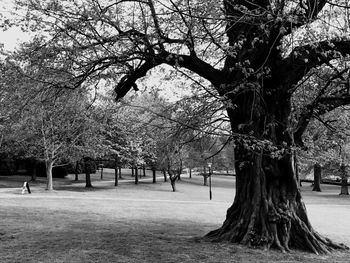 Bare trees in park against sky