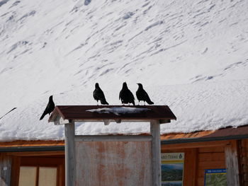View of birds perching on snow covered landscape
