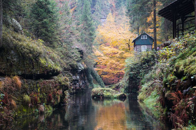 Trees by lake in forest during autumn