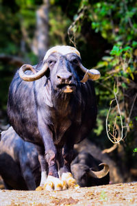 Portrait of cow standing on field