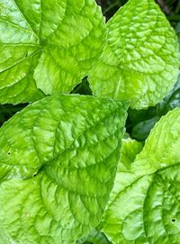 Full frame shot of fresh green leaves