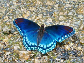 Close-up of butterfly on leaf