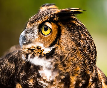 Close-up of a bird looking away