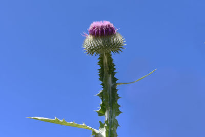 Low angle view of thistle against blue sky