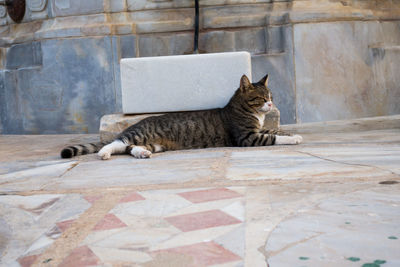 Cat sleeping on tiled floor