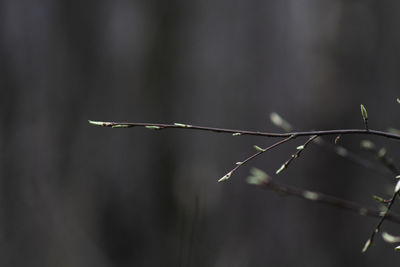 Close-up of raindrops on twig