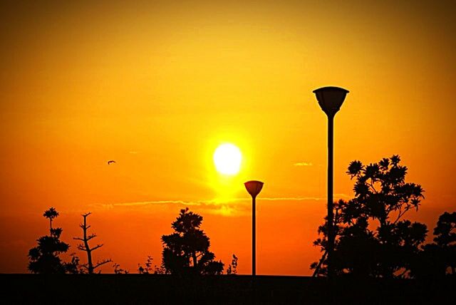 sunset, silhouette, street light, tree, orange color, low angle view, beauty in nature, sky, sun, lighting equipment, nature, tranquility, scenics, clear sky, tranquil scene, copy space, idyllic, outdoors, no people, growth