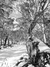 Trees on snow covered landscape