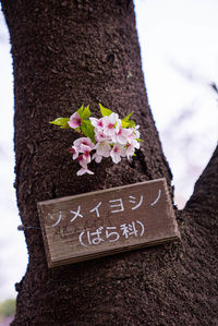Close-up of text on tree trunk
