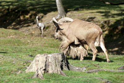 Lion standing in a field