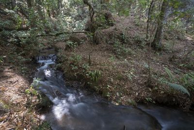 Stream flowing through rocks in forest