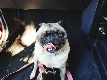 Portrait of a dog in car