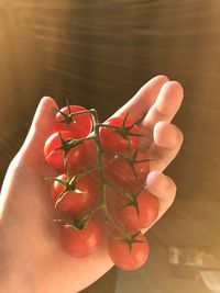 Close-up of hand holding red berries