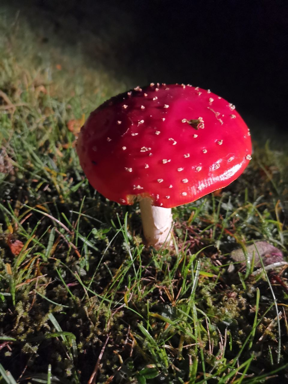 CLOSE-UP OF MUSHROOM ON FIELD