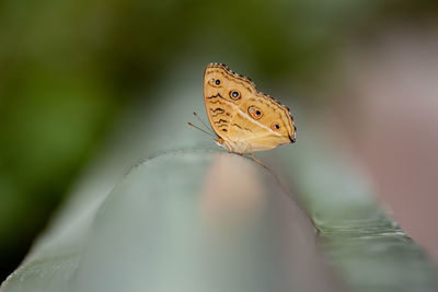 Close-up of peacock pansy butterfly on balcony.