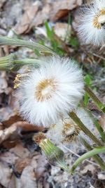 Close-up of dandelion on field