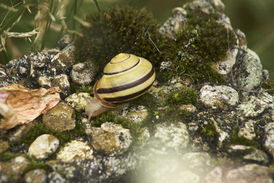 Close-up of snail on rock