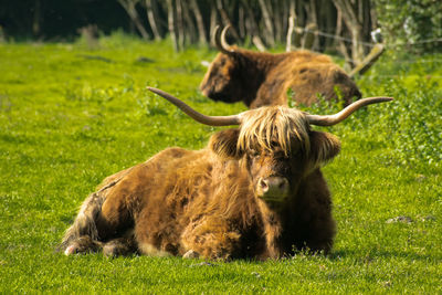 Cow relaxing on field