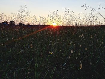 Scenic view of field against sky during sunset