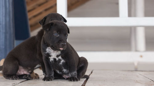 Black dog sitting on floor at home