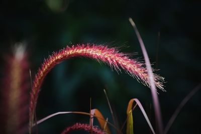 Close-up of red flowering plants at night