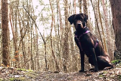 Dog in forest