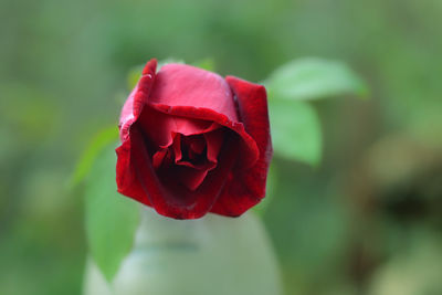 Close-up of red rose