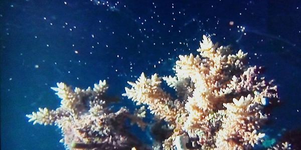 Close-up of coral in sea