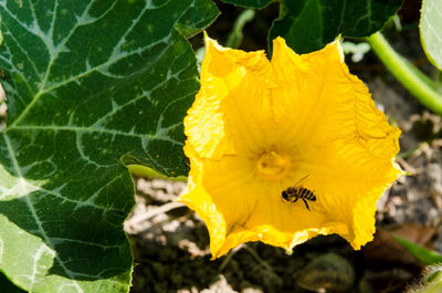 Close-up of bee on yellow flower