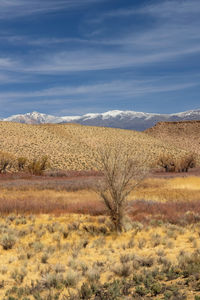 Tree in the middle of scenic owens valley in sierra mountains.