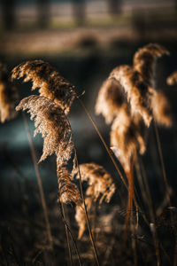 Close-up of dried plant on field