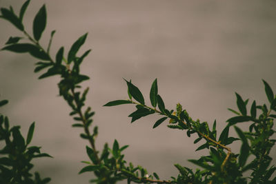 Low angle view of plant against sky