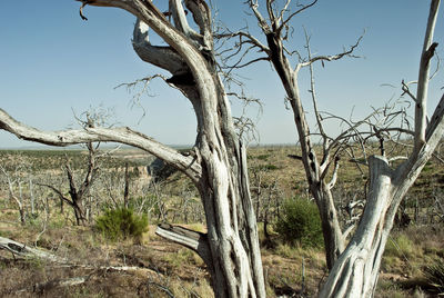 Bare trees against clear sky