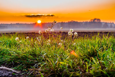 Plants growing on field against sky during sunset