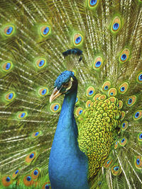 Close-up of peacock