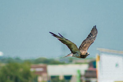 Close-up of eagle flying against sky