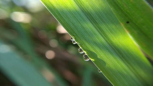 Close-up of wet plant leaves