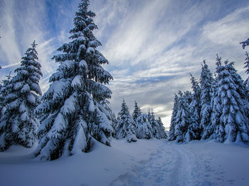 Snow covered pine trees in forest against sky