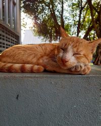 Close-up of a sleeping cat