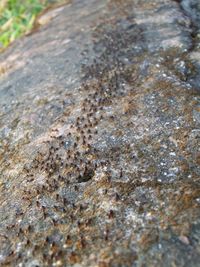 Close-up of stone wall