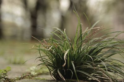 Close-up of plant growing outdoors