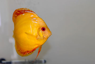 Close-up of fish in tank