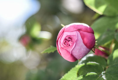 Close-up of pink rose