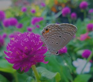 Close-up of butterfly on pink flower