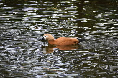 High angle view of duck swimming in lake