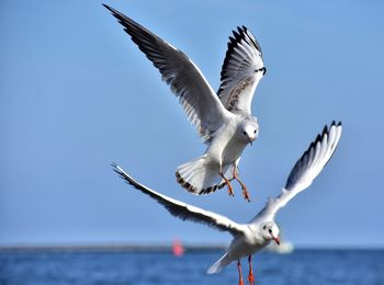 Seagulls flying over sea against sky