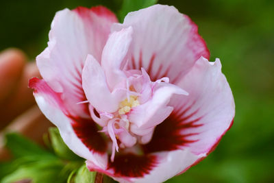 Close-up of pink flower